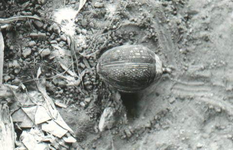 KX%20-%202980.jpg